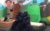 日本知名搞笑團體假扮猩猩混入動物園，仰臥起坐自拍樣樣來，遊客全看傻！