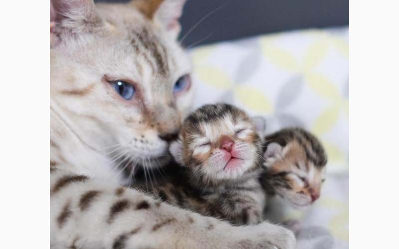 豹貓媽媽緊緊抱著兩隻豹貓寶寶，因為這兩隻之前的小寶寶都被賣掉了！！