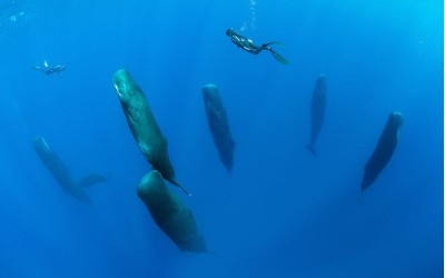 攝影師捕捉抹香鯨「集體進入小睡」  難得的睡姿曝光：太可愛