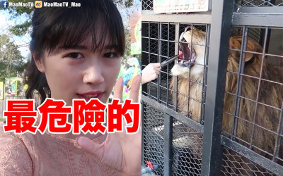 出事自己負責  日本「最危險動物園」進去前先簽生死狀  零距離餵獅子