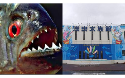 才剛脫魯就離奇失蹤  日本水族館急貼公告尋人最後竟在「食人魚水槽」被發現