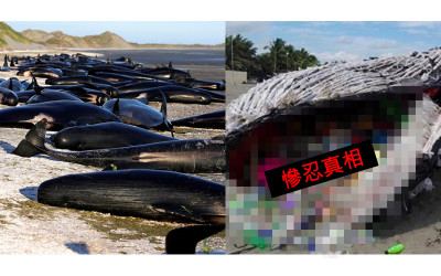台灣花東沿岸「3隻鯨豚擱淺」，專家公開母鯨「肚子裡可怕真相」...怒叱：人類才是禍害？！