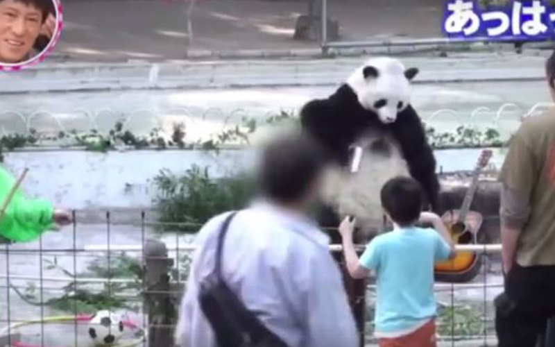 諧星在動物園裡「假扮熊貓」完全沒人發現，最後不得已放大絕「彈吉他」結局笑翻網友！