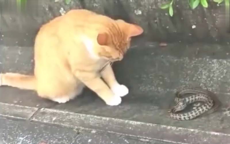 路邊看到一隻橘貓在玩弄蛇，這才知道原來「貓的反應速度是蛇的七倍」