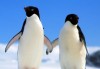 到南極去採訪企鵝們，卻意外發現企鵝的秘密