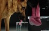 20張令人驚艷的知識圖片，原來狗狗是這樣用舌頭喝水的