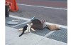 令人心碎  路邊一隻被主人遺棄的貓貓連同寵物用具一起被丟棄在路邊  無助地哭喊