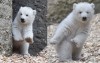 三個月大軟萌北極熊寶寶第一次開粉絲見面會，對觀眾拋媚眼：大家豪❤