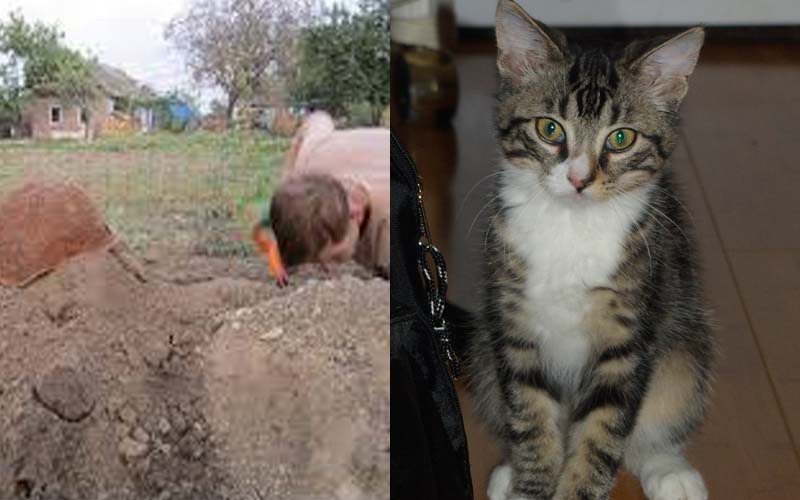           一名網友將出車禍死亡的愛貓埋在花園裡，但幾個小時後他的貓竟然自己回到家裡？！挖開墳墓一看竟發現.......  -               