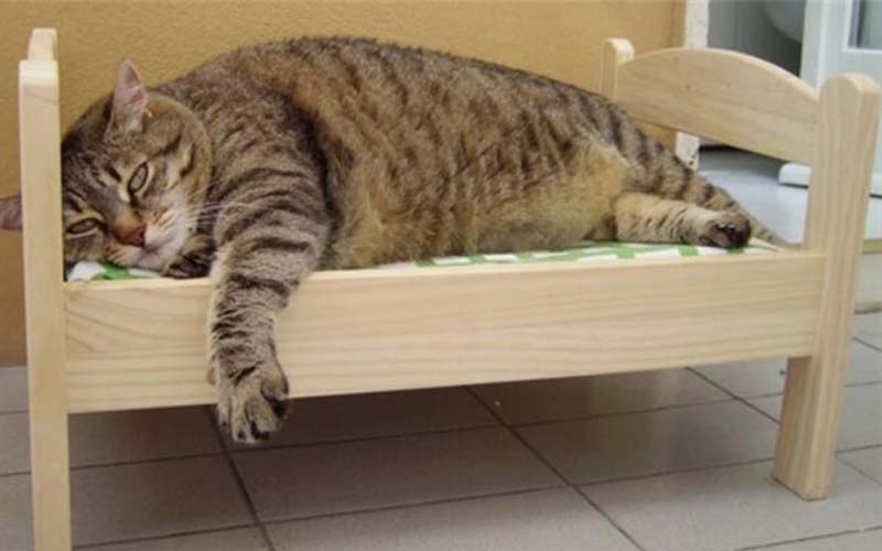 貓奴在IKEA買了一個睡床要給主子，結果睡到一半就崩潰了！！