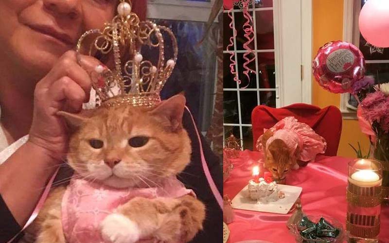貓奴幫自家主子舉辦的「超豪華生日趴」下輩子當貓是不是比較幸福啊？！