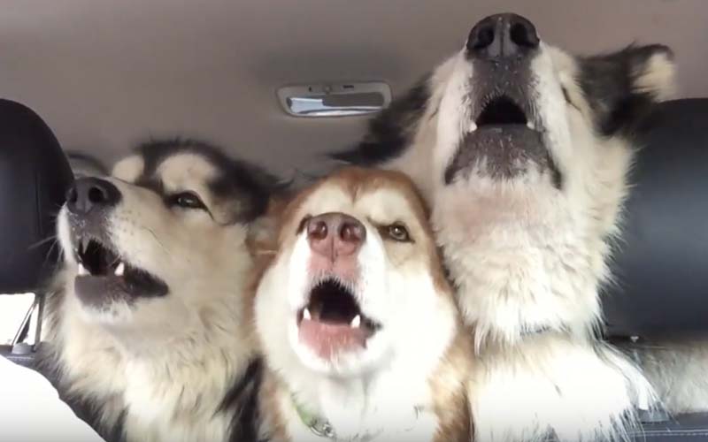 三隻毛小孩乖乖擠在車後座要去剪毛，突然開始「激情三重唱」讓網友笑炸ＸＤ