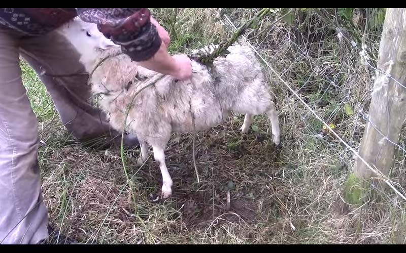 可愛綿羊被巨大的「肉食植物」纏住準備食用，牧羊人立刻前來解救牠！