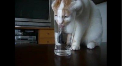 把臉硬塞到水杯的貓咪。