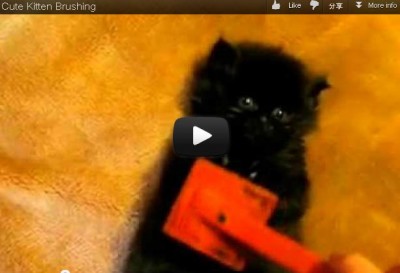 可愛小貓刷毛歌。