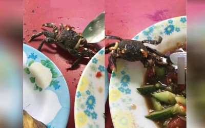 網友驚覺涼拌沙拉裡的「螃蟹竟然還活著  」爬出盤子上演大逃亡沒想到最後的下場是…