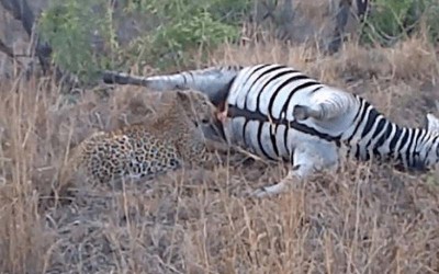 斑馬身體異常腫大，獵豹本來高高興興要享用，咬一口後獵豹嚇瘋逃竄  （圖+影）