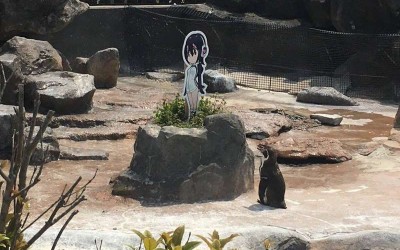 這隻企鵝大叔「戀上二次元萌妹」不吃不喝守在一旁，園方看不下去…小情侶慘被隔離