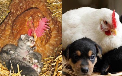 這些照片足以證明「母雞肯定是世界上最有母愛」的動物