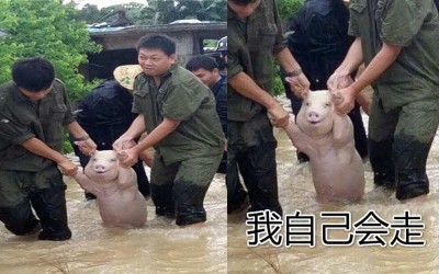 這隻發生洪水時被解救的小豬，因臉上掛著笑而爆紅  被網友們神改各種心聲，快笑死ＸＤ