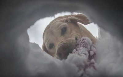 男子把自己埋進雪洞「模擬雪崩發生」，狗狗「拼命挖洞救主人」一幕讓人淚崩。