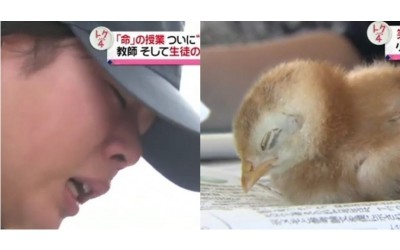 日本學生超震撼生命教育！將親自養育的小雞炸成雞塊：學生全邊哭邊吃