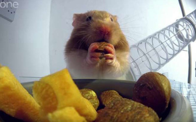 倉鼠為什麼可以塞這麼多食物？X光照出「內建神奇口袋」比百寶袋更神！