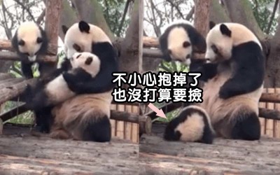 熊貓媽媽對自己的小孩超粗魯，網友覺得又可愛又好笑「求寶寶心理陰影面積啊」