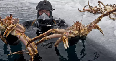 南極海底出現「100多萬隻帝王蟹」科學家也驚呆，中國網友：我們可以幫你吃到瀕危！