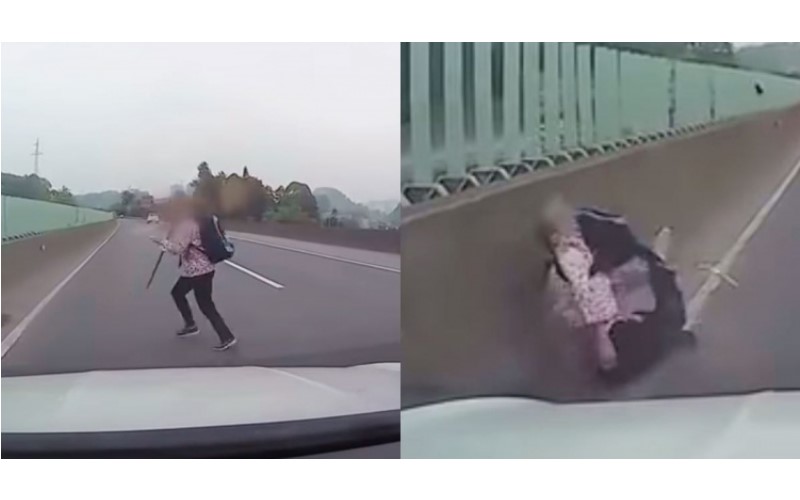 都沒在看的…三寶一衝被路殺！她橫竄高速公路 下場「四肢扭曲噴飛」駕駛嚇瘋 （影）