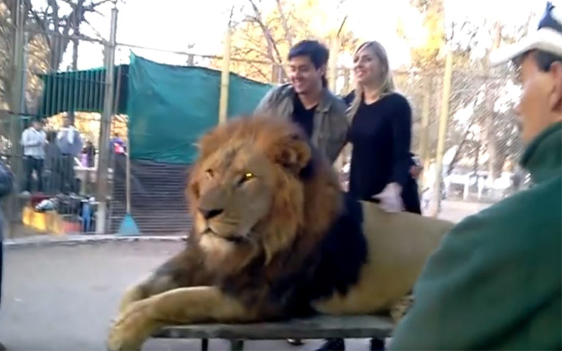 動物園開放「與獅子親密互動」吸引大批遊客上門，專家「蒐證殘忍真相」怒轟：已犯法！