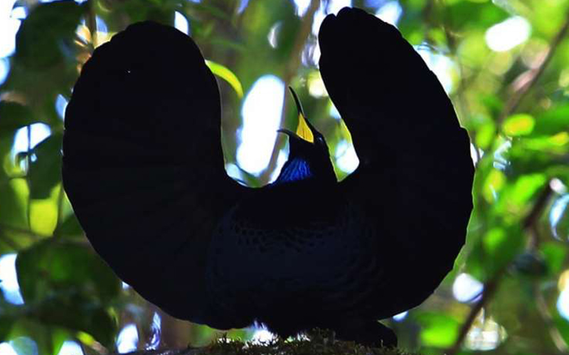 號稱全世界最黑 : 天堂鳥羽毛「能吸收99.5％光線」！ 仔細瞧它「全身黑得發亮」可謂奇珍異獸！